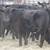 FANCY BLACK & BWF REPLACEMENT HEIFERS – GUARANTEED OPEN 9 thumbnail