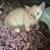 Kittens for small rehoming fee 5 thumbnail