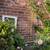 Climbing rose 2 thumbnail