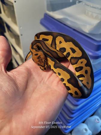 Ball python and more (Perkasie)63797740583683123