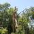 TREE  REMOVE & CLEAN UP SERVICES PREVENT FIRE EAST BAY 5 thumbnail