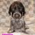 German Short-haired Pointer 6 thumbnail