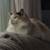 Long hair Female Calico Cat 2 thumbnail