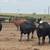160 Bred Cows 6 thumbnail
