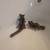 Sugar gliders 6 thumbnail