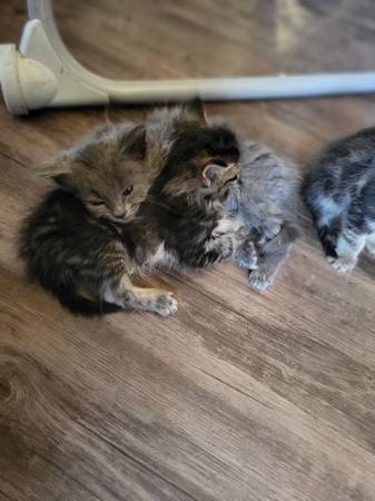 Kittens with mittens (Wakeman)63871911154563122