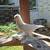 Black tail pigeons 1 thumbnail