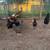 Chickens 7 thumbnail