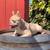 Adult French Bulldog Female 2 thumbnail