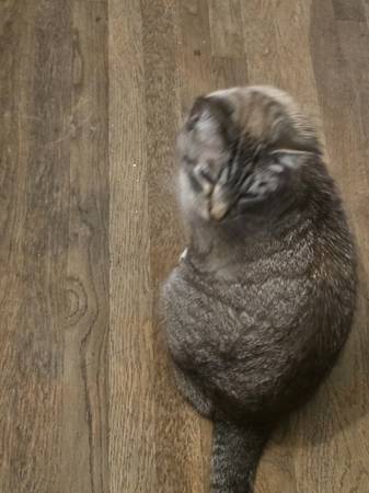 2 year old cat needs home63921365135875121