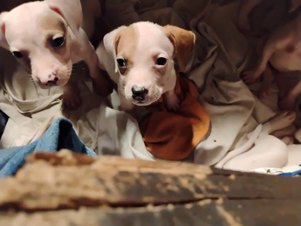 LAB / PIT MIX 1