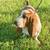 Bassett Hound Pair 2 thumbnail