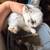 Mini lop 9 thumbnail