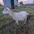 Nigerian pygmy goats nannies 5 thumbnail