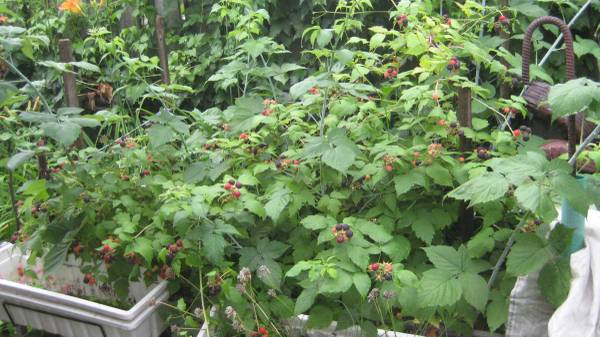 BLACK raspBERRY PLANTS--5 each 1