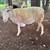 East Friesian dairy ewes; 4 sheep 4 thumbnail