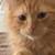 Male kitten 2 thumbnail