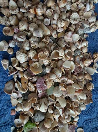 HALF GALLON BAG OF BROKEN SHELLS- PUKA, CONES, ETC. 1