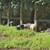 Baby Pigs Short breed 20 thumbnail