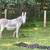 Donkey Manure Compost *Reserve* 1 thumbnail