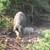 Herd of Mangalitsa Pigs 3 thumbnail
