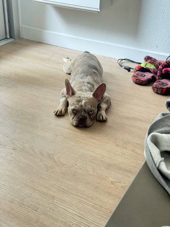 Cachorro de Buldog Francés Macho Moteado Necesita Reubicación (Santa Mónica)63830037107715122