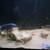 TWO (dark Grey) large fish. 9 thumbnail