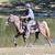 FOR ADOPTION - Heartland Equine Rescue -11yr Rocky Cross Pony 10 thumbnail