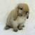 Holland Lop Bunnies 1 thumbnail