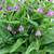 Comfrey Plants (Heirloom) 2 thumbnail