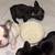 French bulldog puppies 2 thumbnail
