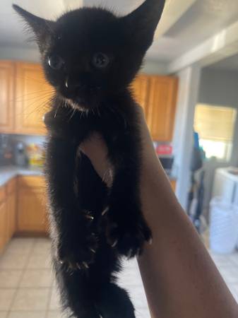 Gatitos para excelentes hogares63873028013441121