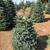 3’-5’ #2 grade Noble / Nordmann Fir Christmas trees 6 thumbnail