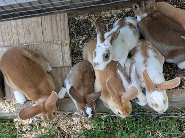 Pedigree Rex rabbits 1