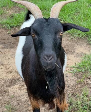 Doe (female goat) 1