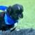 Mini Auss-Tzu pups for sale 4 thumbnail