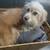 Pom-Terri. Pomeranian 15 thumbnail