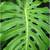 MONSTERA DELICIOSA 1 thumbnail