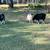 Billy Goats 1 thumbnail