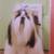 New Petsafe Plastic Pet/ Dog Door 4 thumbnail