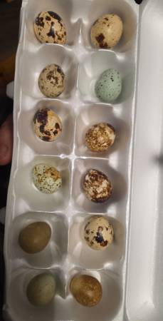 Quil Eggs 1