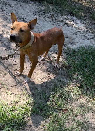 Macho de casi 3 años (Nueva Orleans)63988255305859120