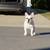 Male French Bulldog 1 thumbnail