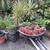 Fall Planting Tomato plants mango trees potted plants 1 thumbnail