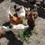 Chickens  Laying Hens 1 thumbnail