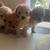 Toy poodle 17 thumbnail