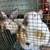 California Rabbits 3 thumbnail