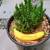 Assorted Potted Plants - Plumeria, Jade, Fiddle Leaf Fig, and More 5 thumbnail