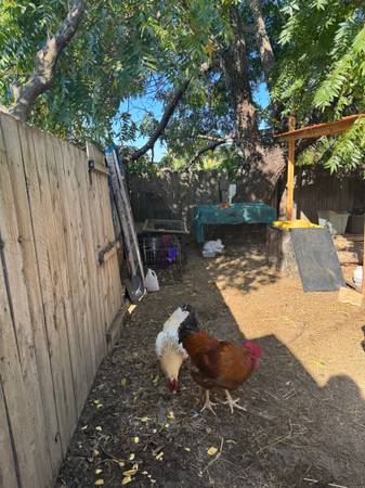 Free Roosters 1