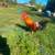 Red jungle fowl roosters, and hens !. 5 thumbnail